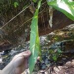 Anthurium eximium Leaf