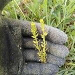 Veronica peregrina Leaf