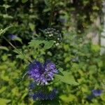 Caryopteris × clandonensisKvět