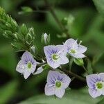 Veronica anagallis-aquatica Flower