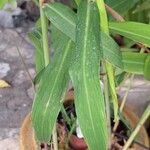 Hedychium coccineum Blatt