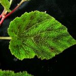 Begonia picta Агульны выгляд