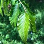 Carpinus caroliniana ഇല