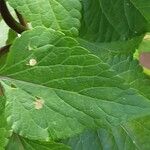 Salvia splendens Leaf