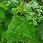 Solanum stramoniifolium Lehti