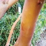 Arbutus menziesii кора