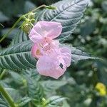 Impatiens glandulifera Blomma