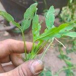 Trifolium alexandrinum 叶