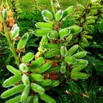 Lupinus polyphyllus Frutto