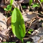 Ophioglossum vulgatum Листок