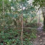 Pinus koraiensis 形態