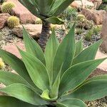 Agave attenuata Лист