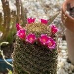 Mammillaria matudae Blomst