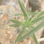 Cryptantha angustifolia Blatt
