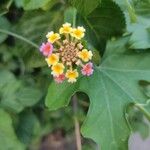 Lantana camara Kwiat