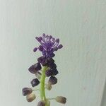 Leopoldia comosa Floare