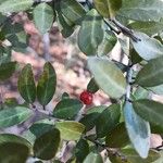 Ilex vomitoria Gyümölcs