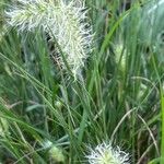 Pennisetum alopecuroudesᱵᱟᱦᱟ