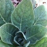 Verbascum phlomoidesBlad