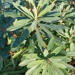 Euphorbia characias Levél