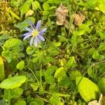 Anemone apenninaFlower