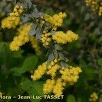 Acacia cultriformis Sonstige