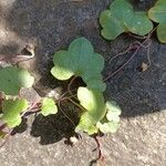 Cymbalaria pallida Лист