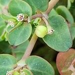 Euphorbia serpens Frucht