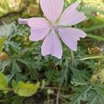 Malva tournefortiana Flower