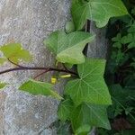 Hedera hibernica Folha