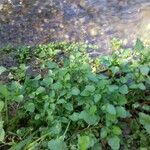 Rorippa nasturtium-aquaticum Habit