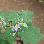 Solanum violaceum ഇല