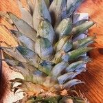 Ananas comosus Leaf