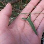 Einadia nutans 葉