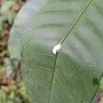 Rauvolfia mannii Leaf