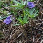 Viola pinnata Habit