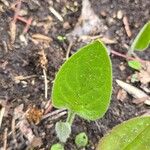 Mertensia paniculata Leaf