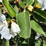 Cordia boissieri List