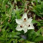 Dietes bicolor Blüte