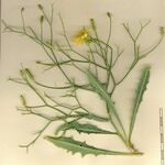 Launaea lanifera 其他