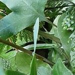Phlebodium aureum Кора