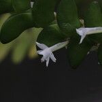 Angraecum bancoense Flower