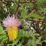 Dichrostachys cinerea Λουλούδι