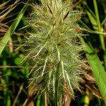Trifolium angustifolium Mosusu