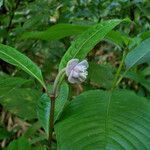 Psychotria urbaniana Flor