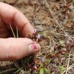 Collinsia parviflora Kvet