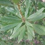 Myrica californica Leaf