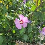 Hibiscus syriacusCvet