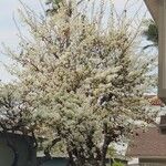 Prunus cerasifera花