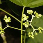 Jatropha curcas Virág